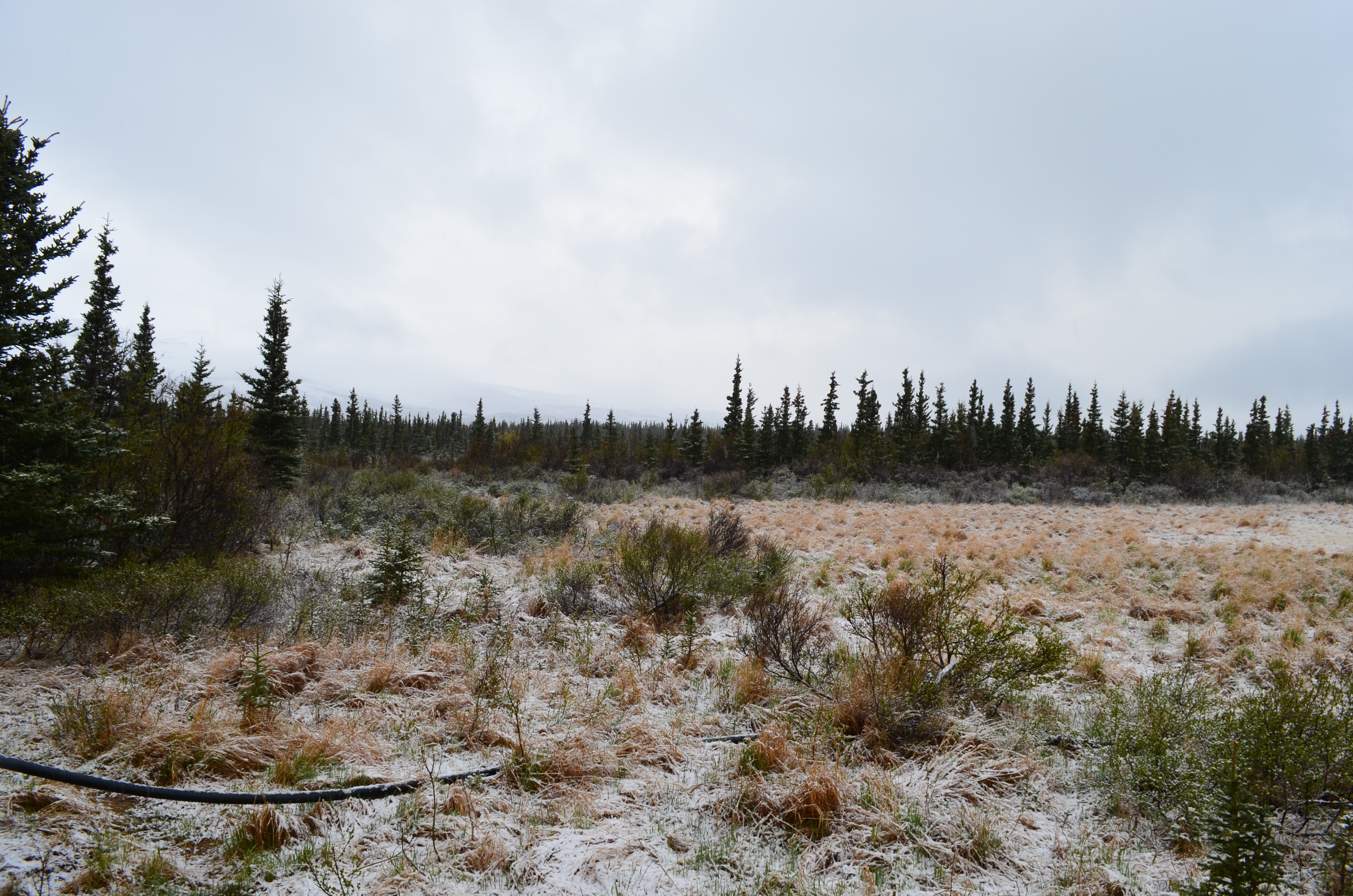 ./2017/08 - Alaska Cruise/03 - Denali/DSC_0185.JPG